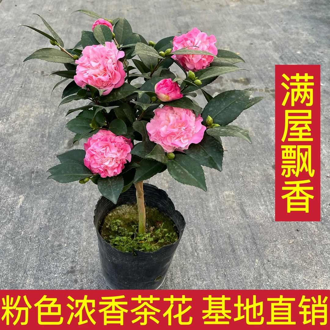 香妃山茶花盆栽树苗烈香浓香型植物四季开花带花苞阳台庭院好养