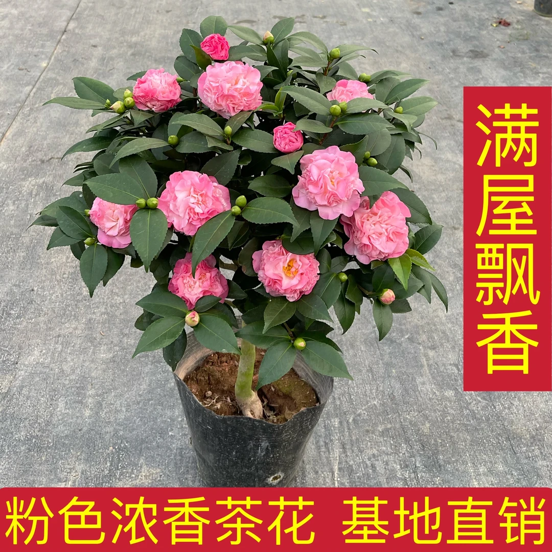香妃山茶花盆栽烈香树苗浓香型带花苞庭院室内四季开花好养活绿植