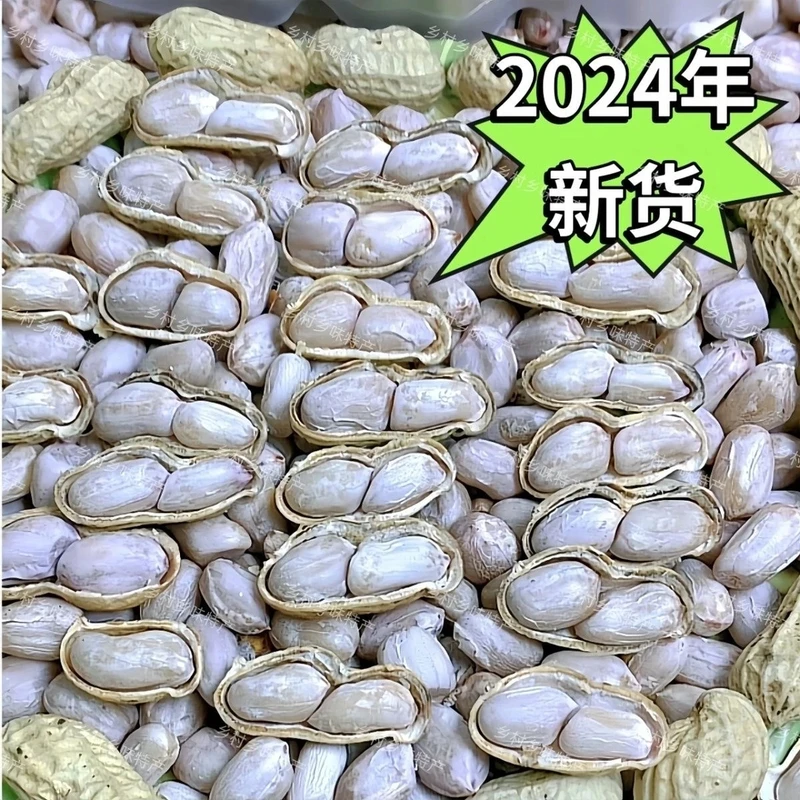 2024年新货水煮日晒花生龙岩工艺花生盐水咸干花生白晒带壳熟花生