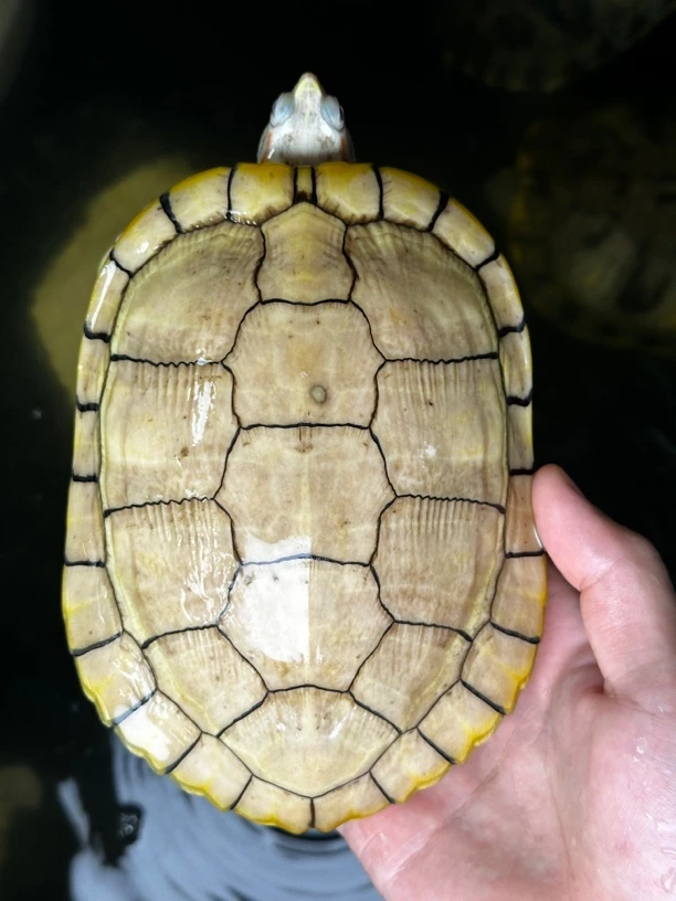 果冻巴西种龟 体验孵化乐趣 年年稳产 公母搭配 冷水龟