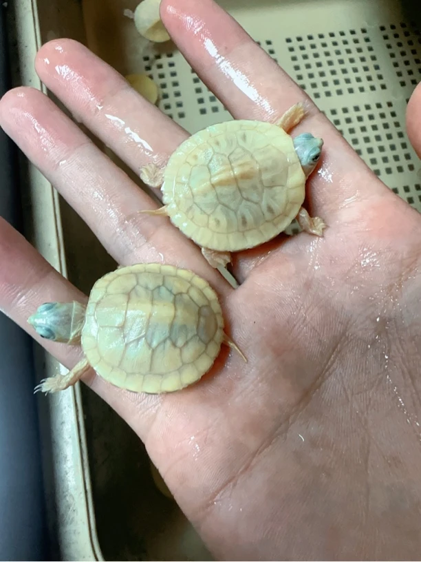 悖论巴西苗子 公温包公