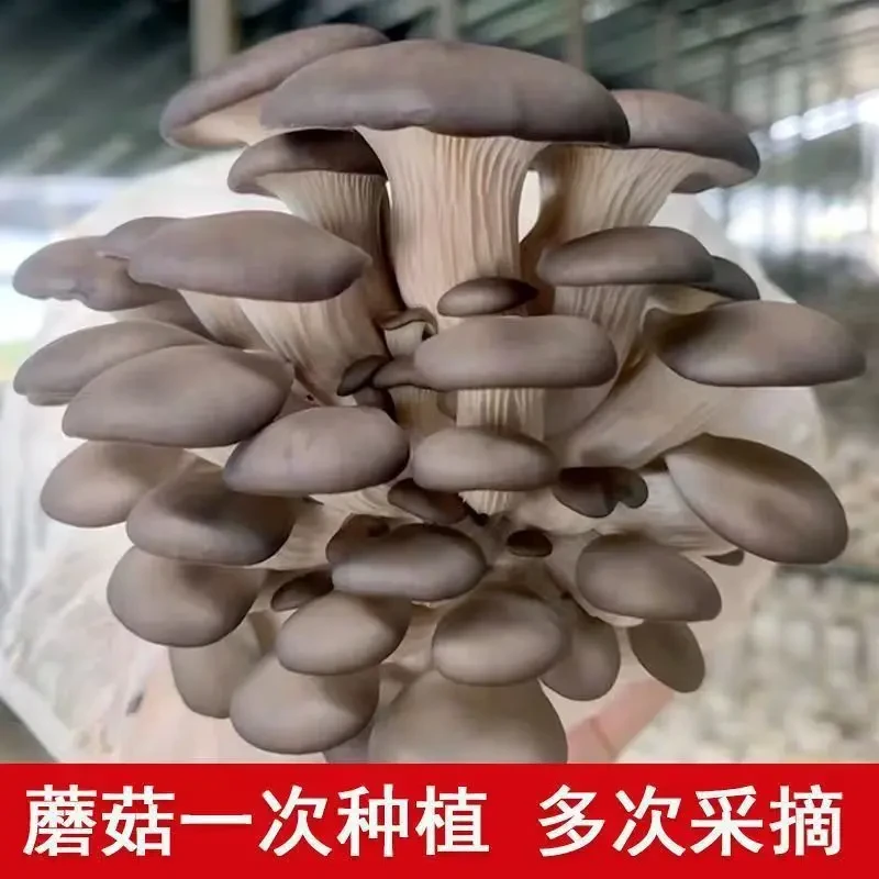 【不出包赔】可食用菌种家种蘑菇菌包家庭室内棒种植包新鲜冬菇包