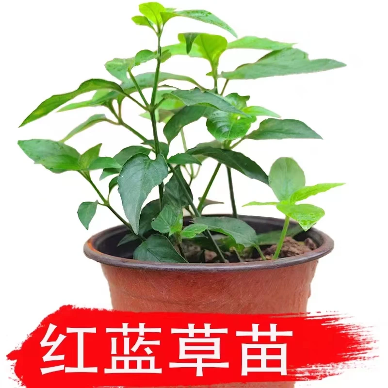 云南紫蓝草苗红蓝草苗天兰草苗观赏食用壮族染饭草种苗1盆50克