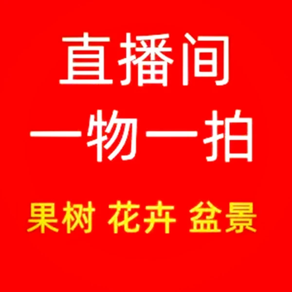 直播间 果树 一物一拍