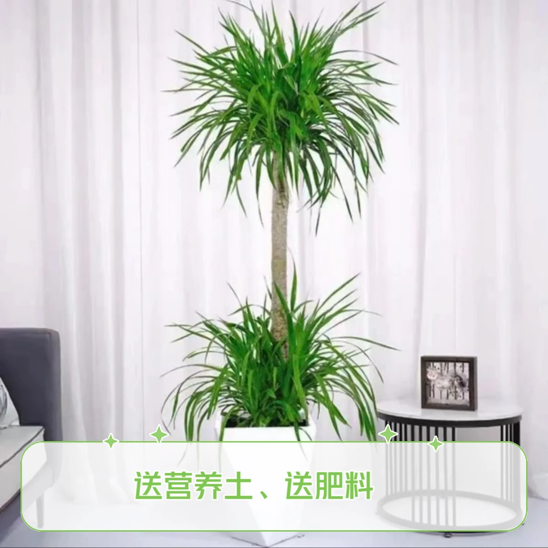 龙血树大型绿植花卉植物盆景老桩吸甲醛龙血树基地直发鲜活环境