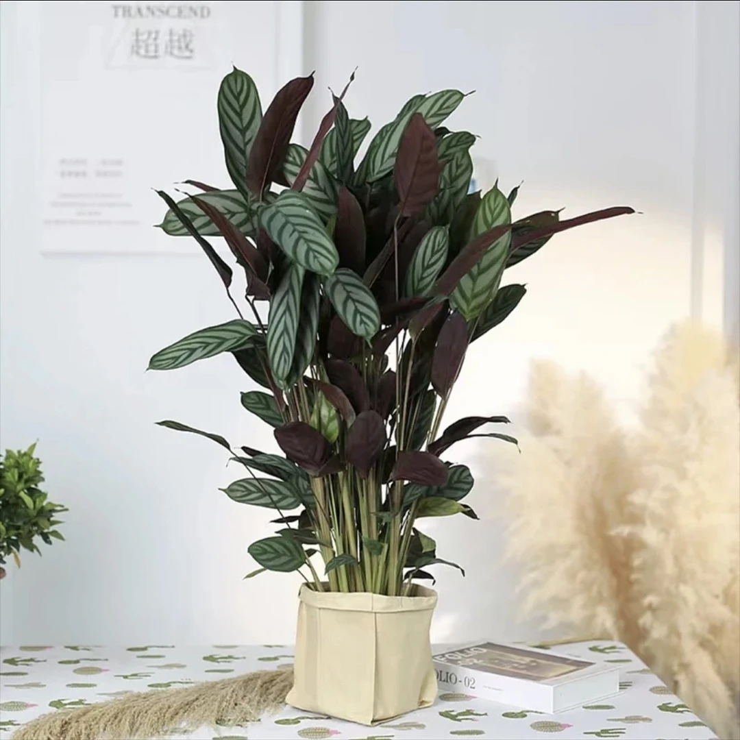 飞羽竹芋网红绿植室内盆栽四季常青观叶好养北欧风好养植物