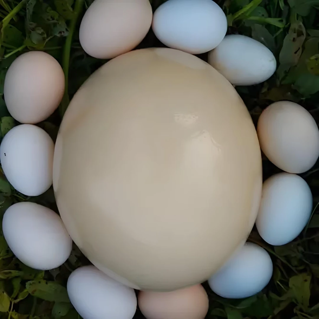 新鲜鸵鸟蛋顺丰包邮