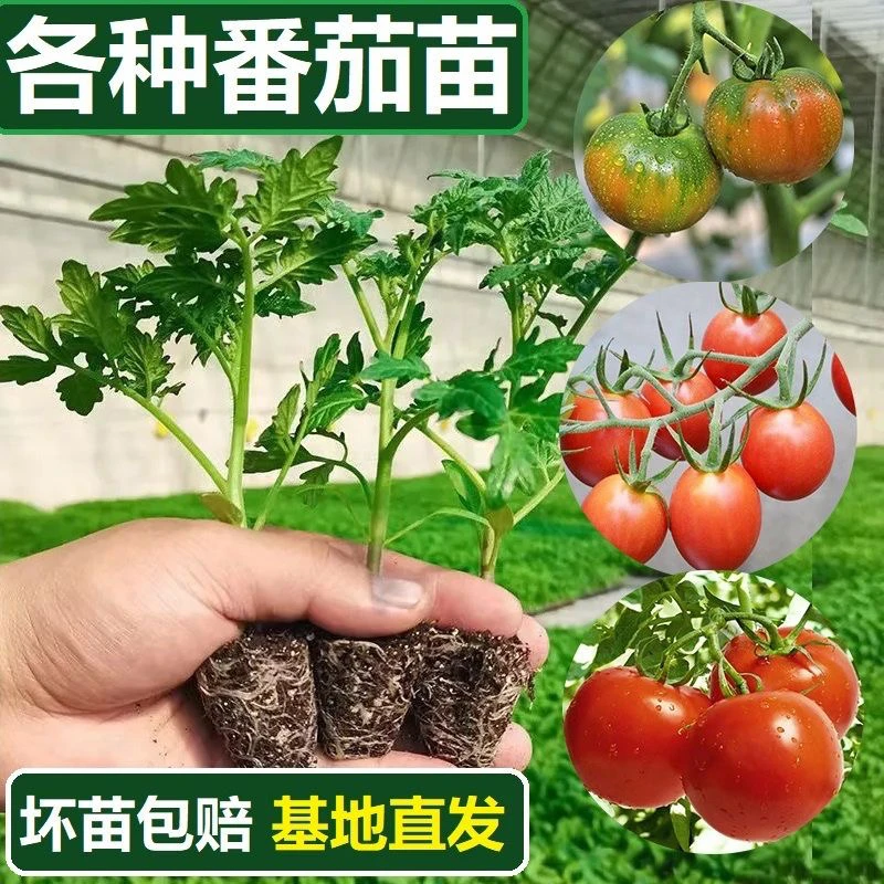 番茄秧苗大西红柿苗圣女果苗南北方四季种植盆栽地栽蔬菜秧苗