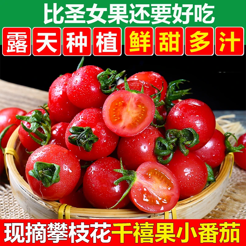 攀枝花小番茄圣女果西红柿千禧果甜贝贝四川蔬菜樱桃番茄水果爆汁