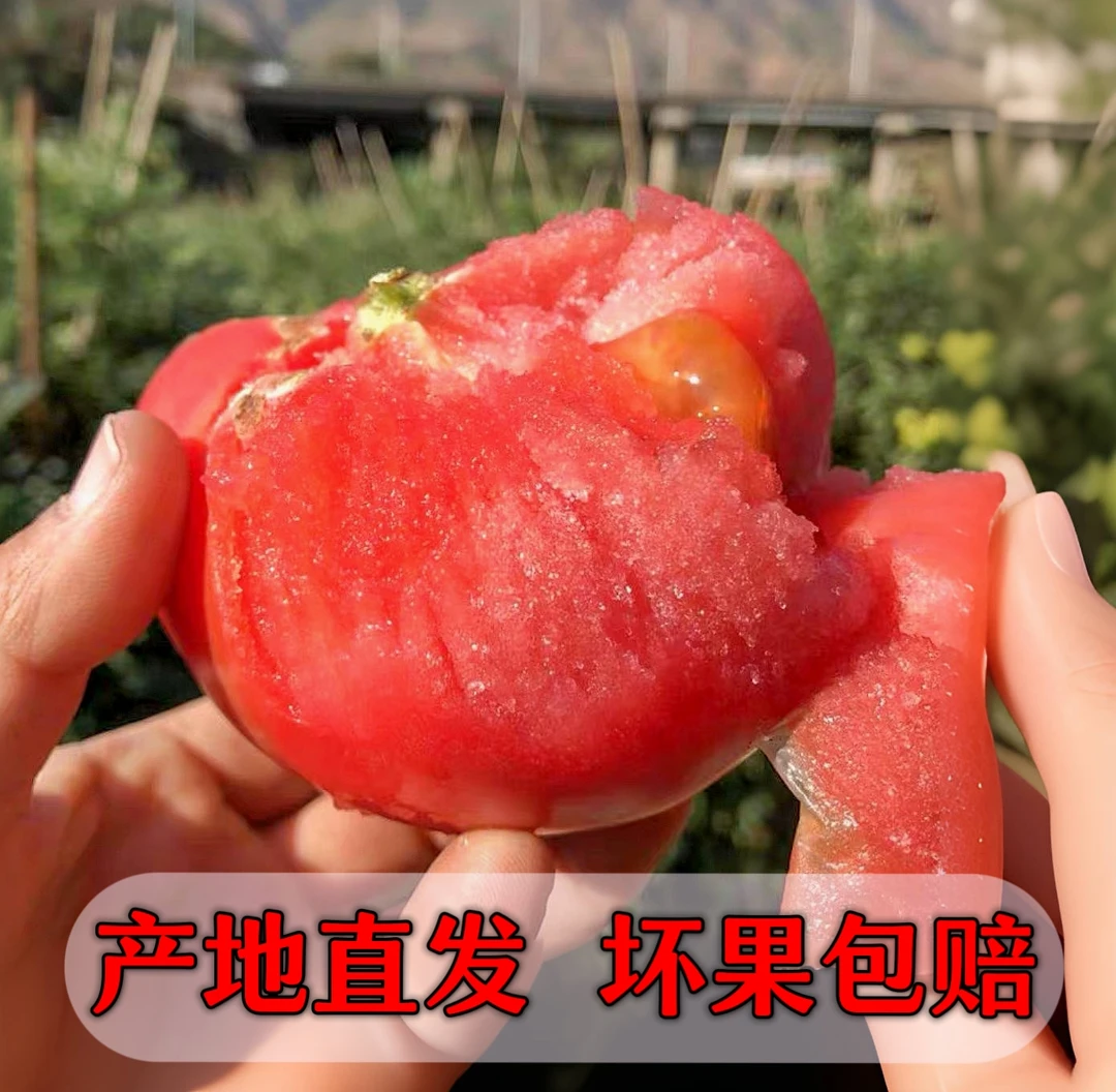 攀枝花沙瓤番茄西红柿自然成熟沙瓤番茄生吃蔬菜无激素老品种酸甜