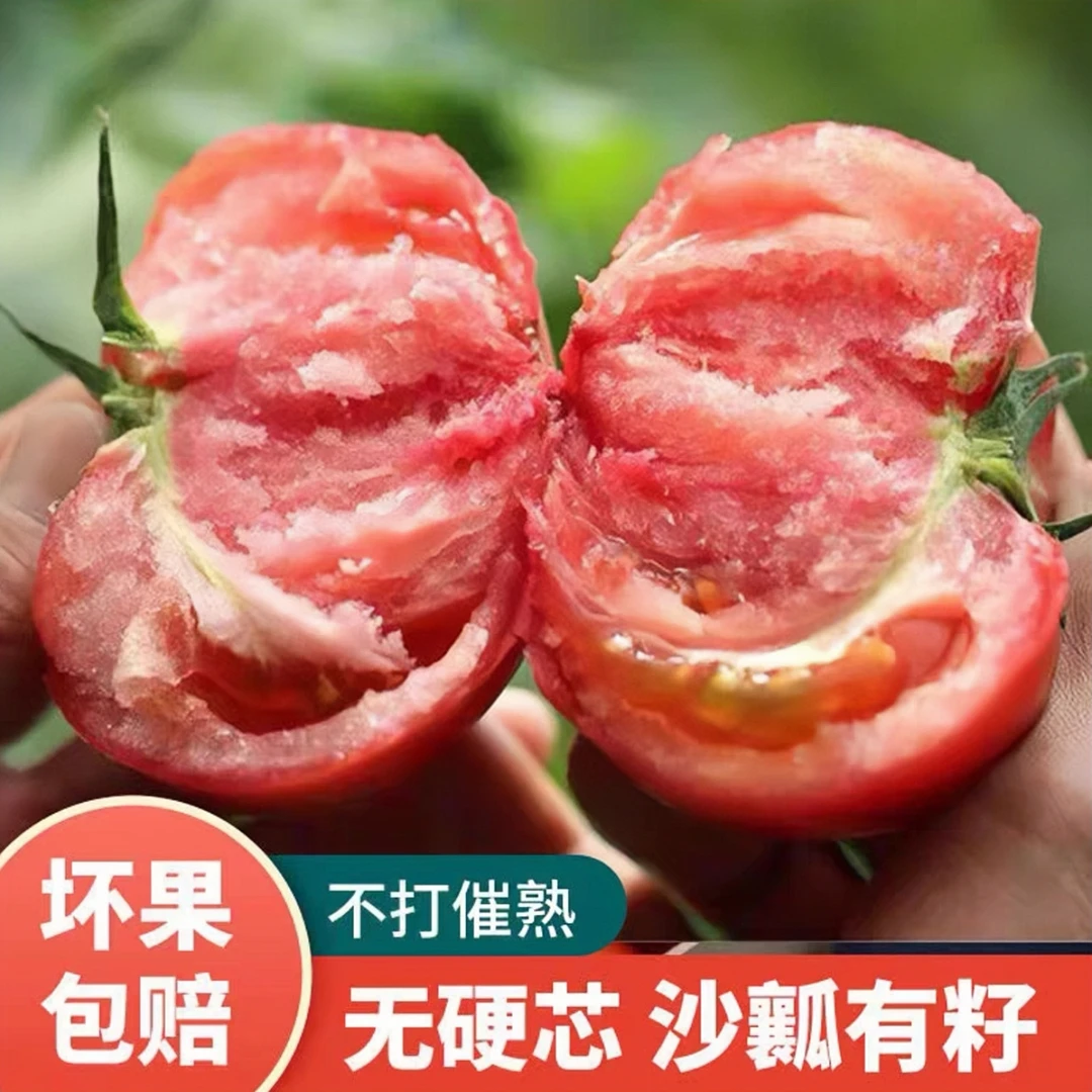 正宗沙瓤番茄攀枝花自然成熟西红柿米易产地直销生吃炒菜坏果包赔