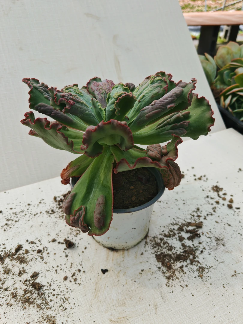 苗乡多肉包菜（嘉年华）两颗