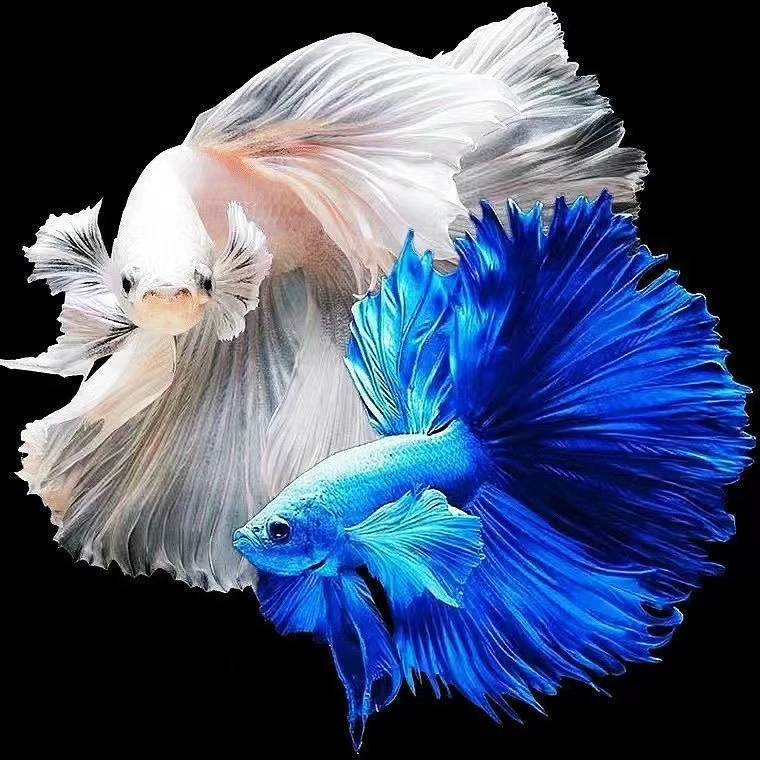 (241-288)精选泰国斗鱼直播选择鱼婚纱半月小型热带观赏鱼好养