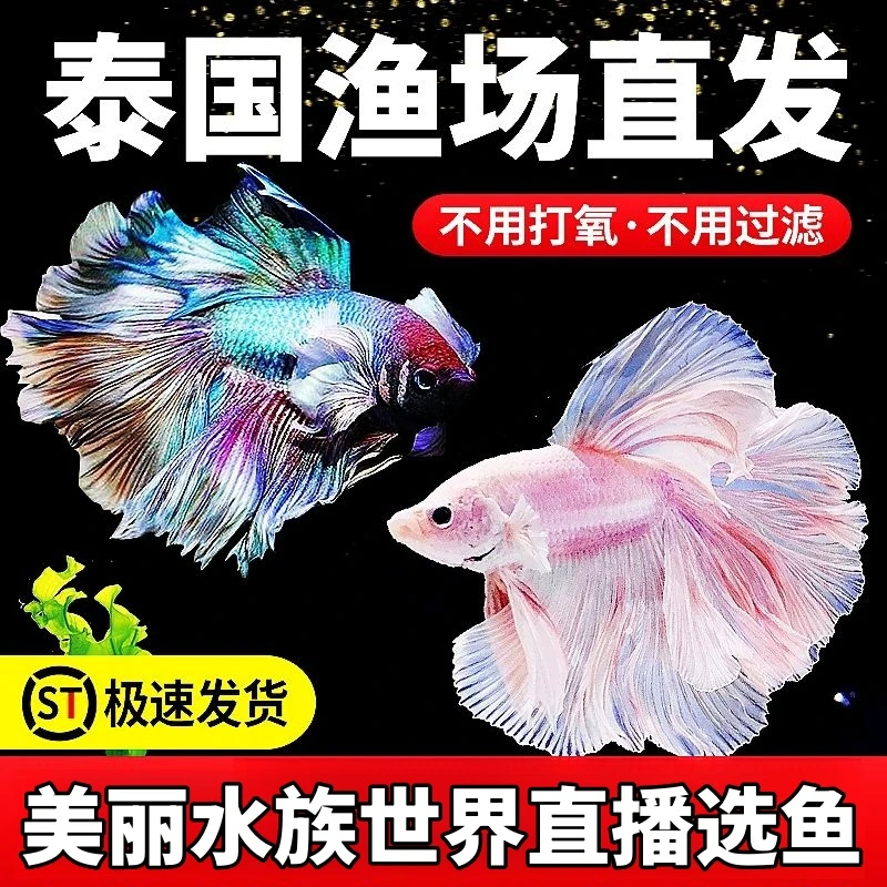 301-400号泰国斗鱼五彩半月公婚纱鱼直播选鱼观赏热带鱼养宠装备