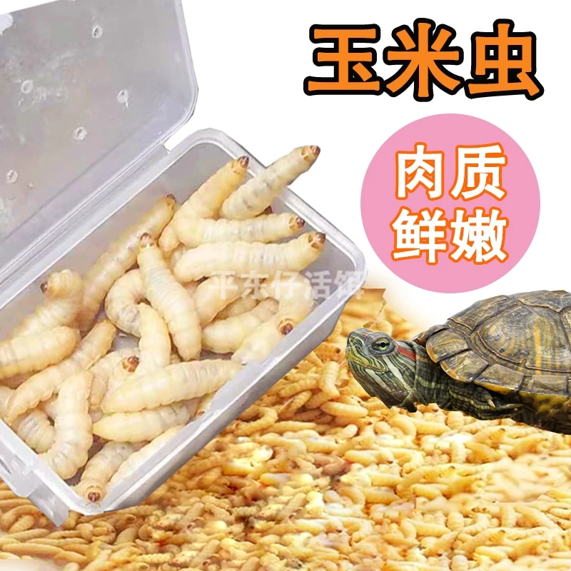 大号玉米虫龟粮小乌龟饲料玉米虫葡萄蜜虫巴西龟鳄龟草龟养龟粮食
