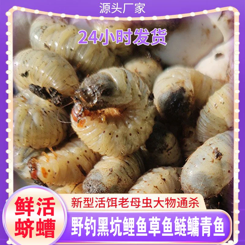 蛴螬活虫鱼饵台钓鲶鱼黄辣丁草鱼虫子大白老母虫钓鱼昆虫饵喂鸟粮