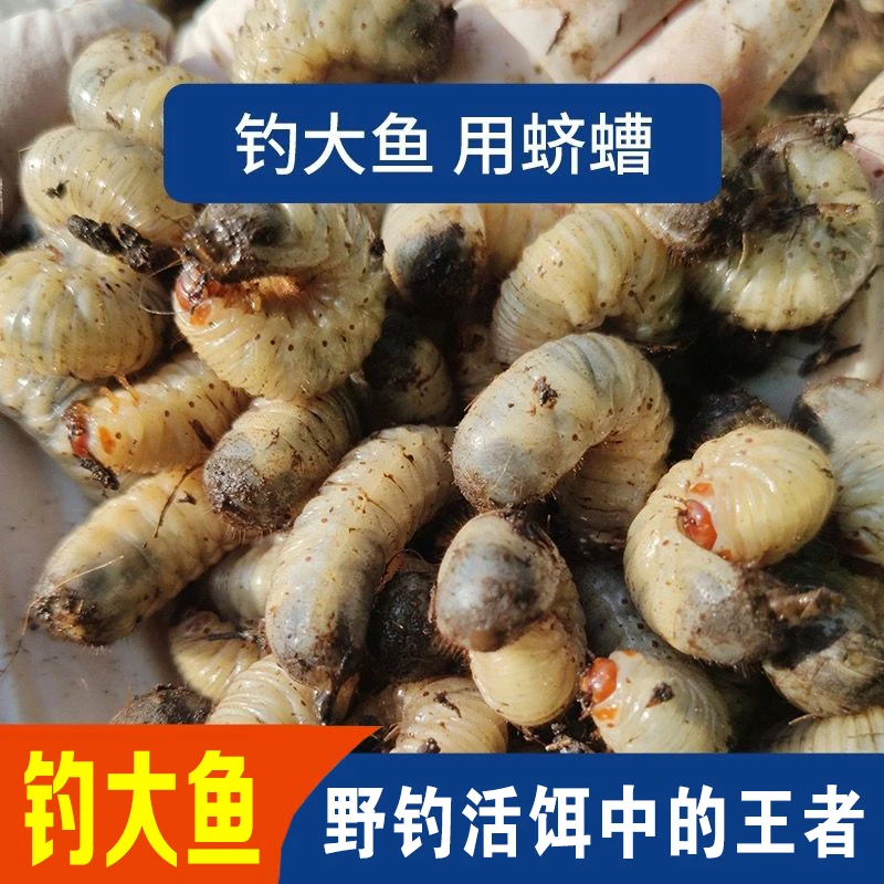 钓鱼鱼饵活体蛴螬老母虫白土蚕核桃虫活饵野钓鲤鱼草鱼鲢鳙昆虫饵