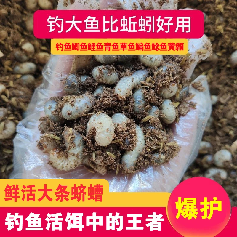 【500只蛴螬起实惠价】钓鱼蛴螬老母虫野钓草鱼鲤鱼鲶鱼黄辣丁饵料