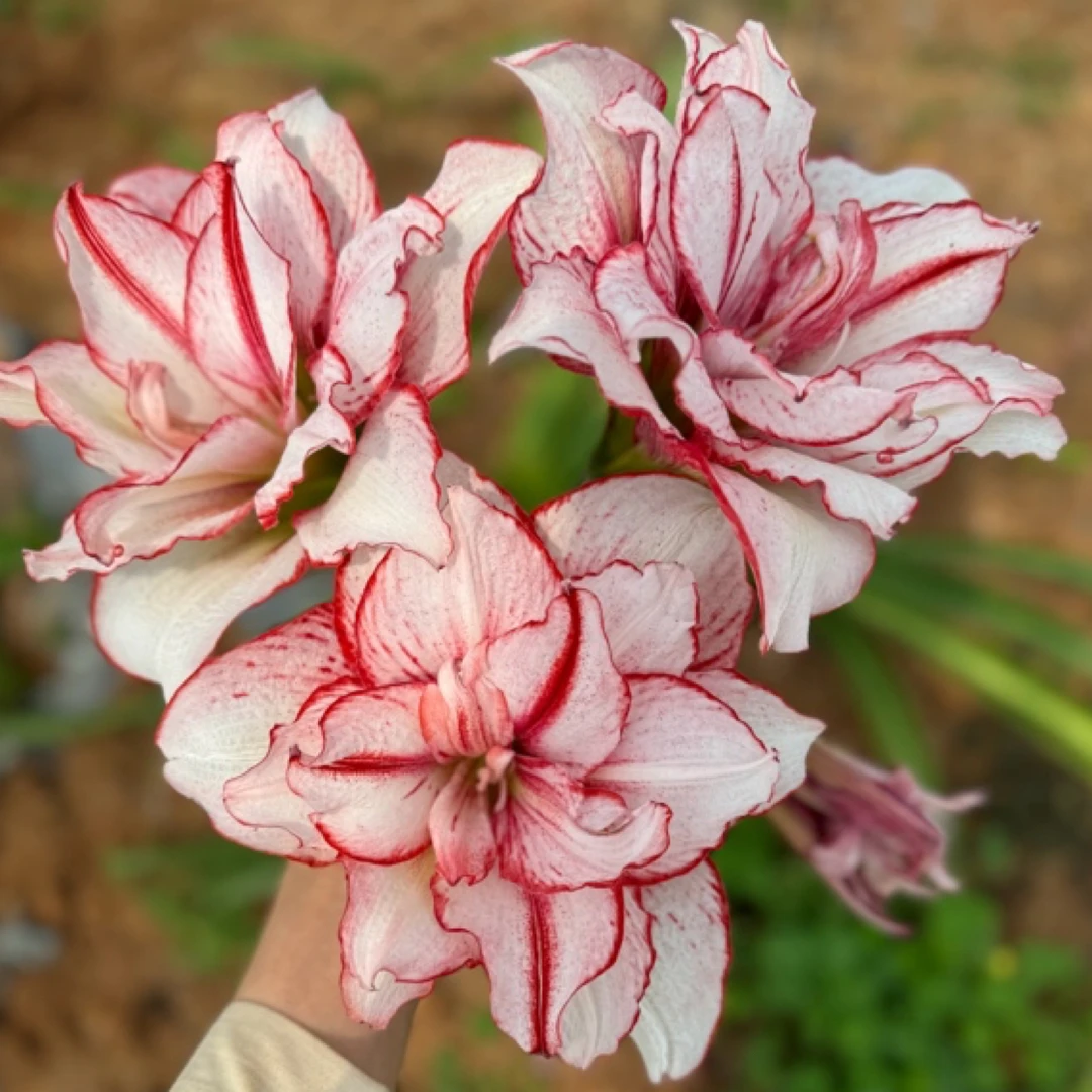 白肋鬼魅（白鬼）/鬼P/霸王别姬 朱顶红种球