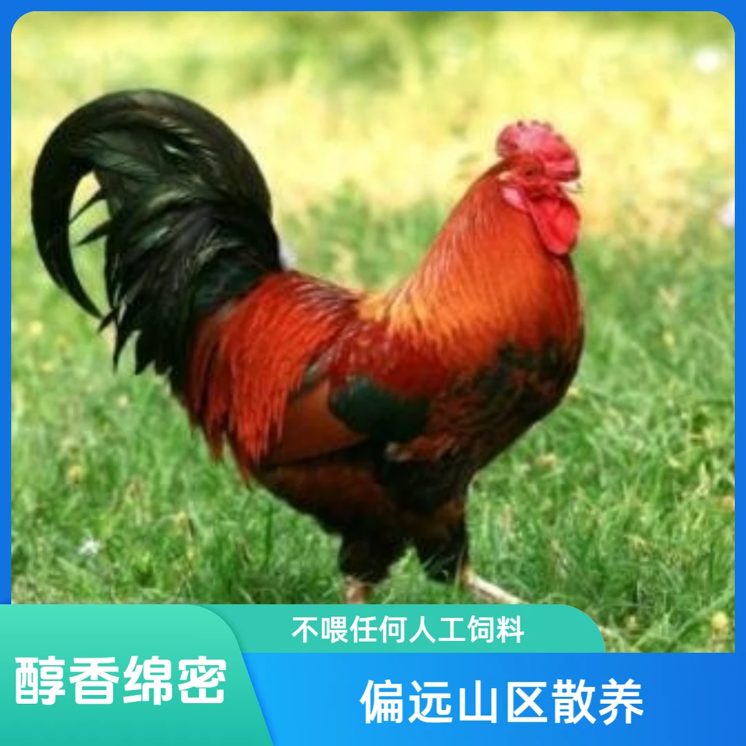 松林散养一年红公鸡裸鸡