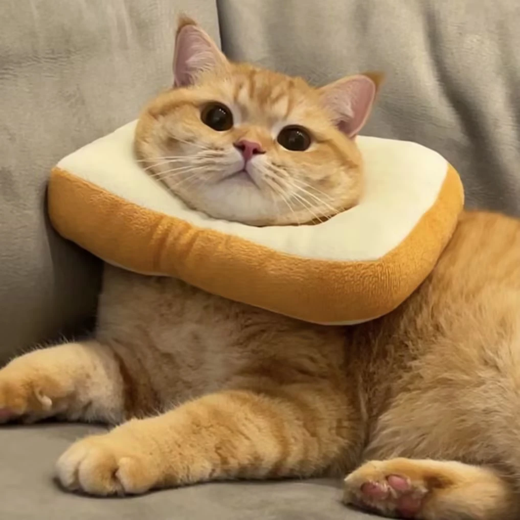 伊丽莎白圈网红款猫咪项圈防抓防舔吐司头套狗狗项圈可爱猫脖圈