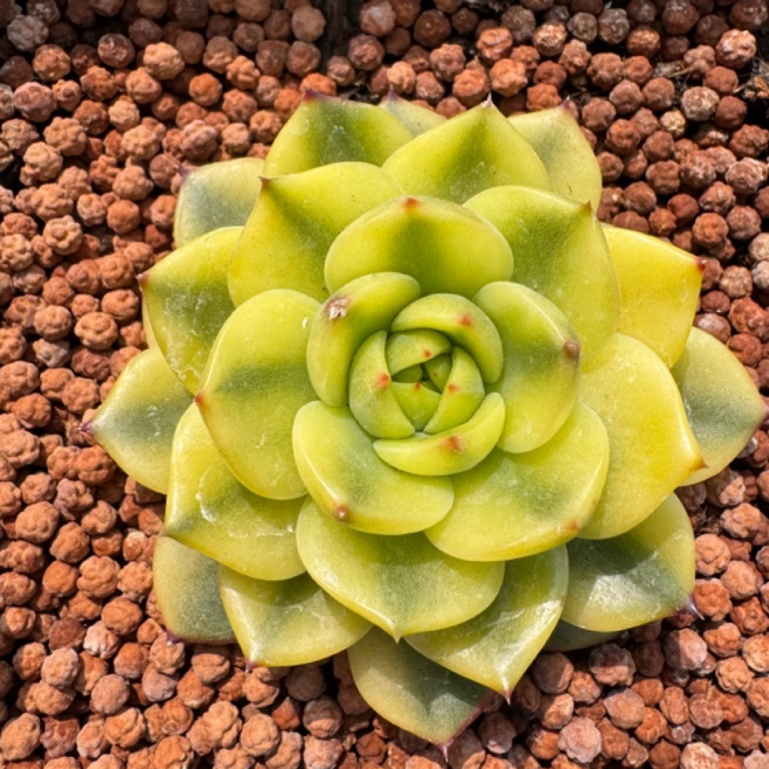 3多肉植物锦一物一拍满58包邮