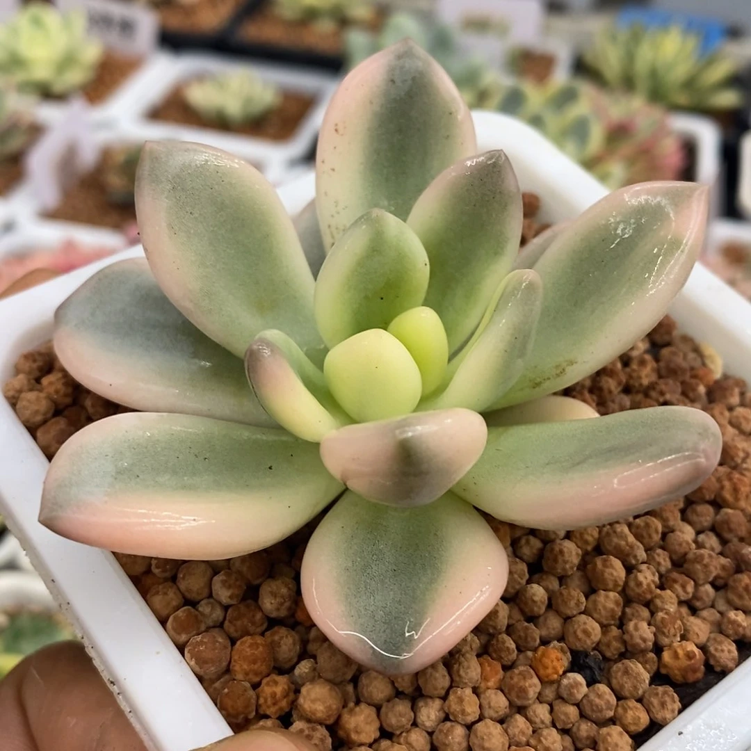 彩色奥普锦 多肉植物