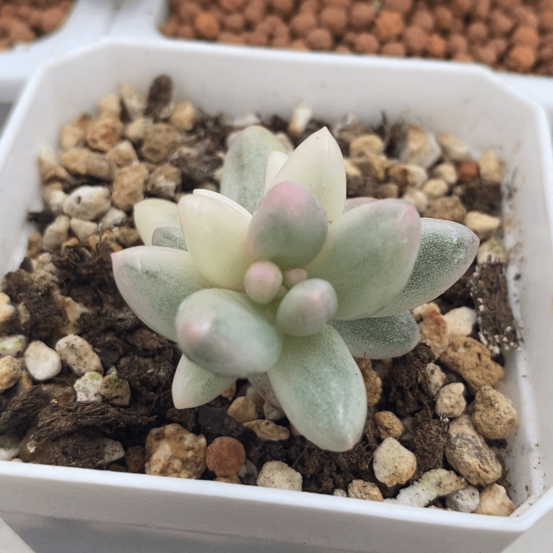 奶酪白锦 多肉植物