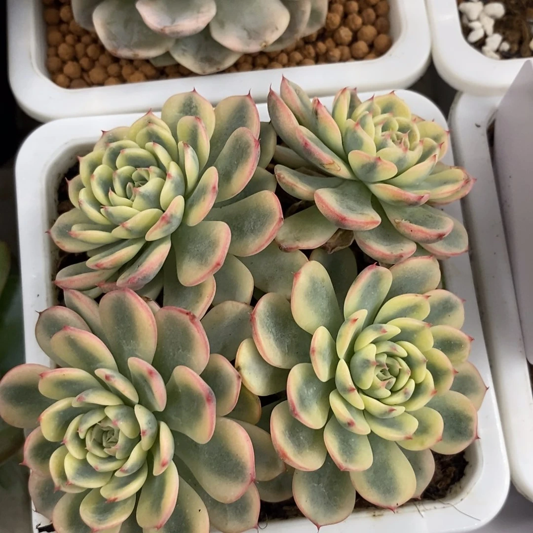 姬莲锦4头群 多肉植物