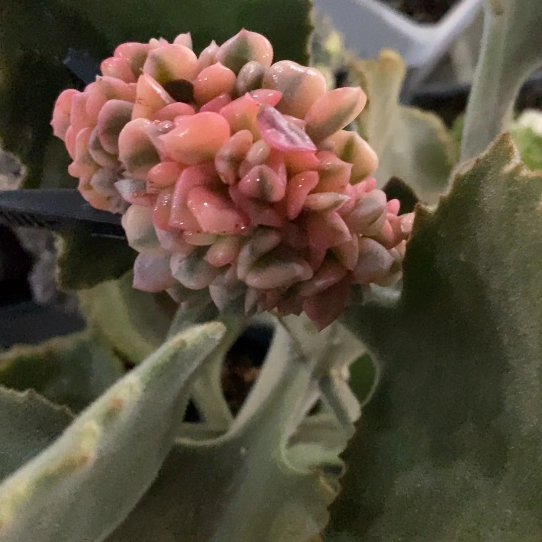 泠**丶冷兮寒 多肉植物