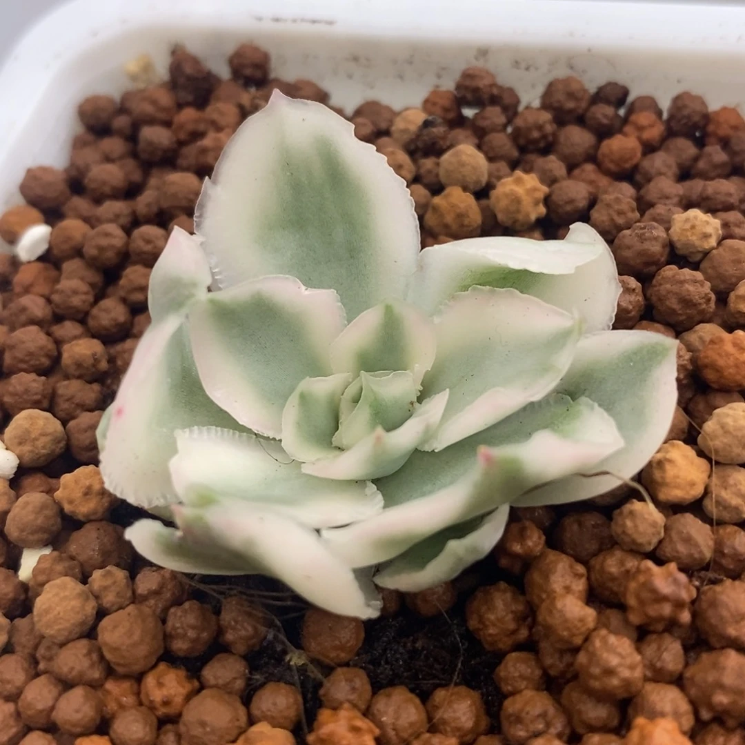 紫蝴蝶锦 多肉植物