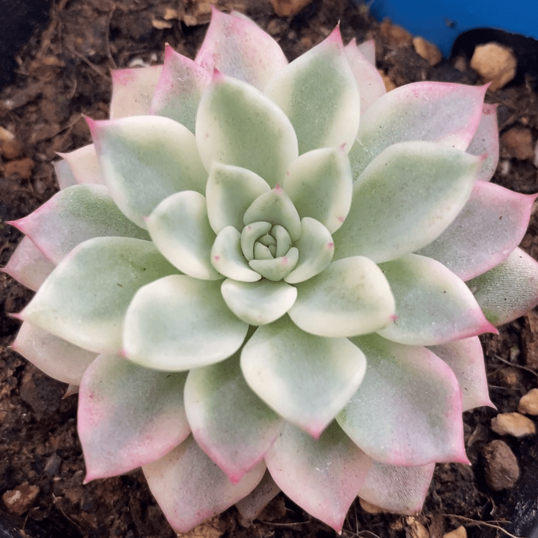 绿爪锦 多肉植物