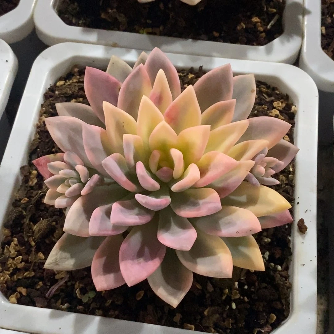 奥普锦 多肉植物