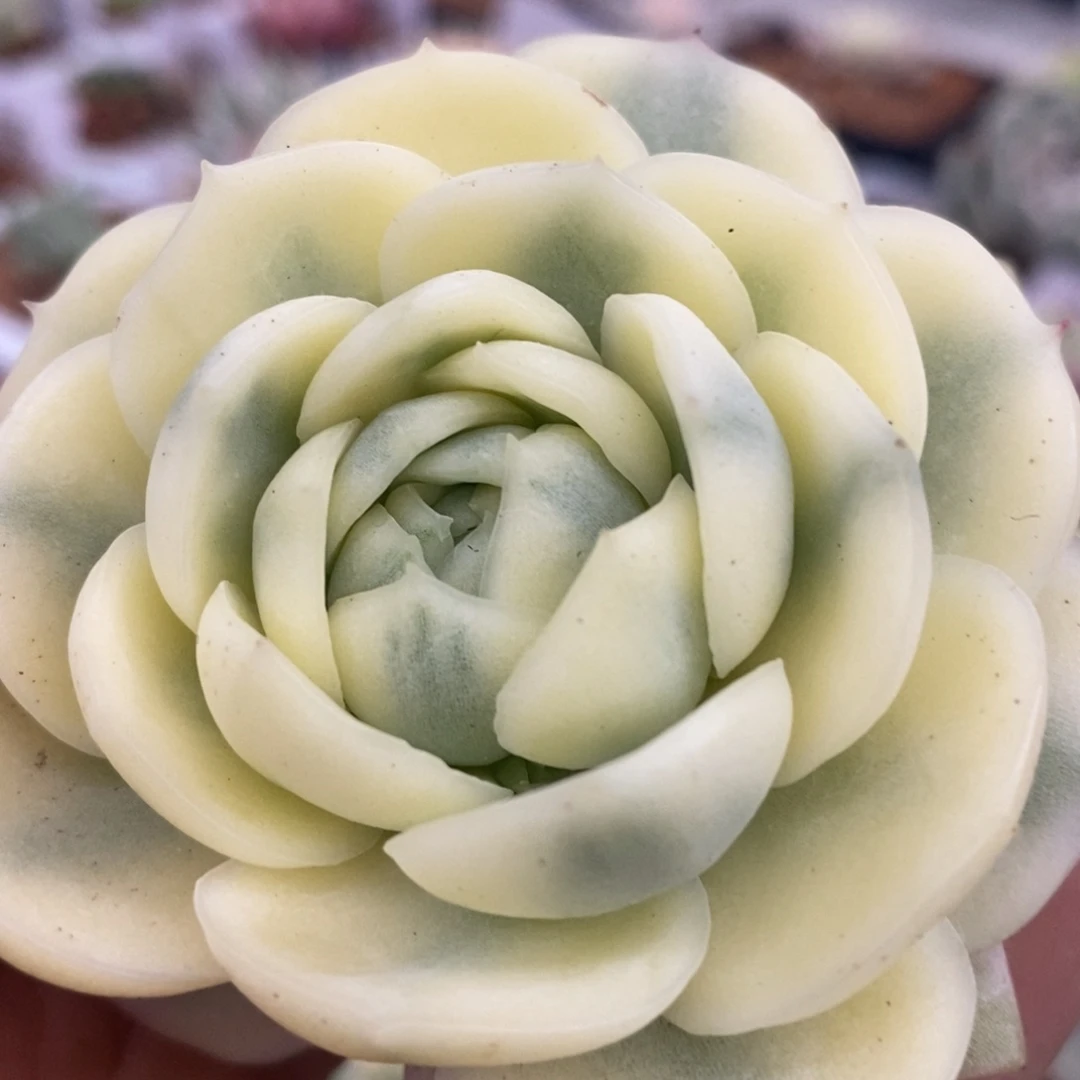 韩水晶 锦群 多肉植物