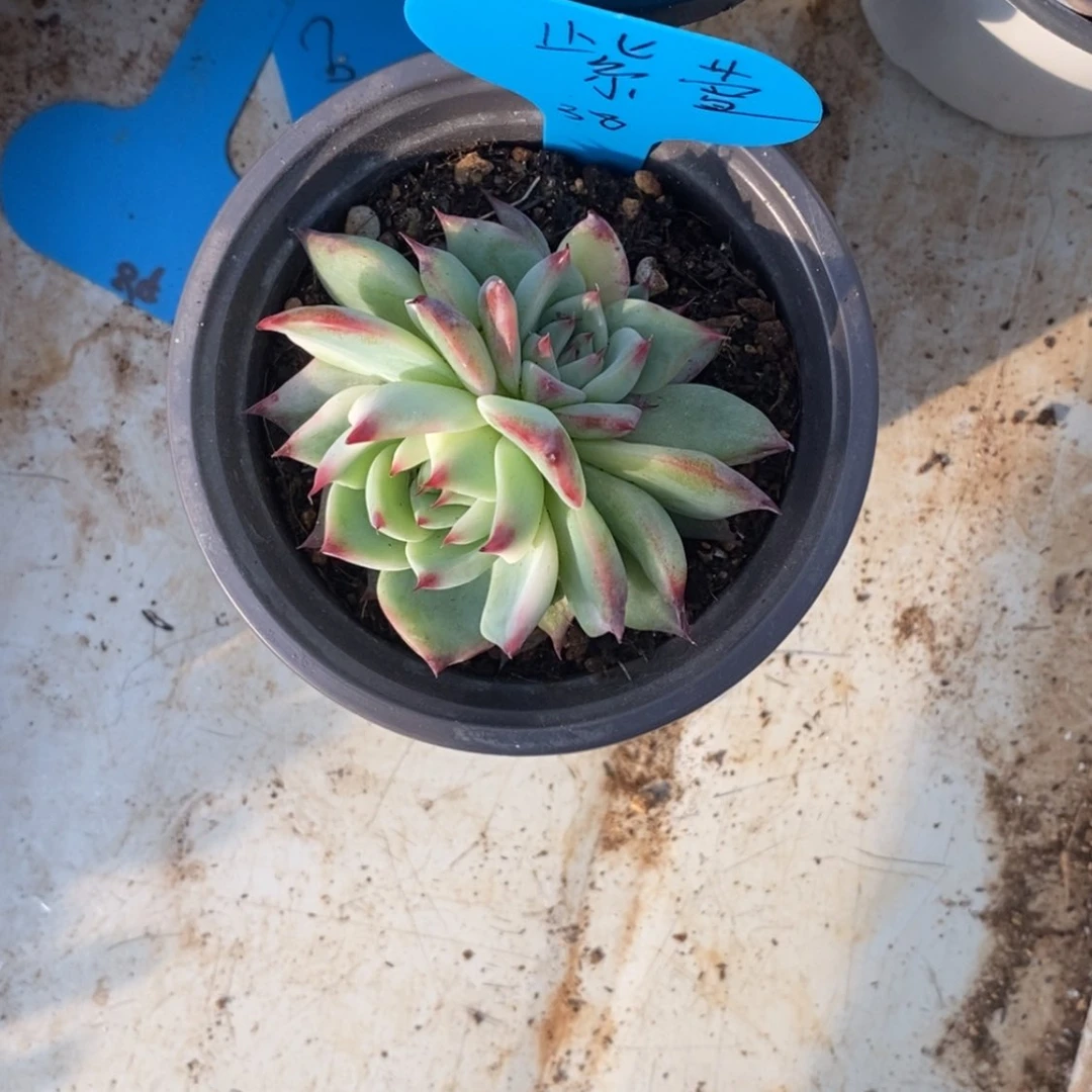 【闪购商品】紫*紫萱
