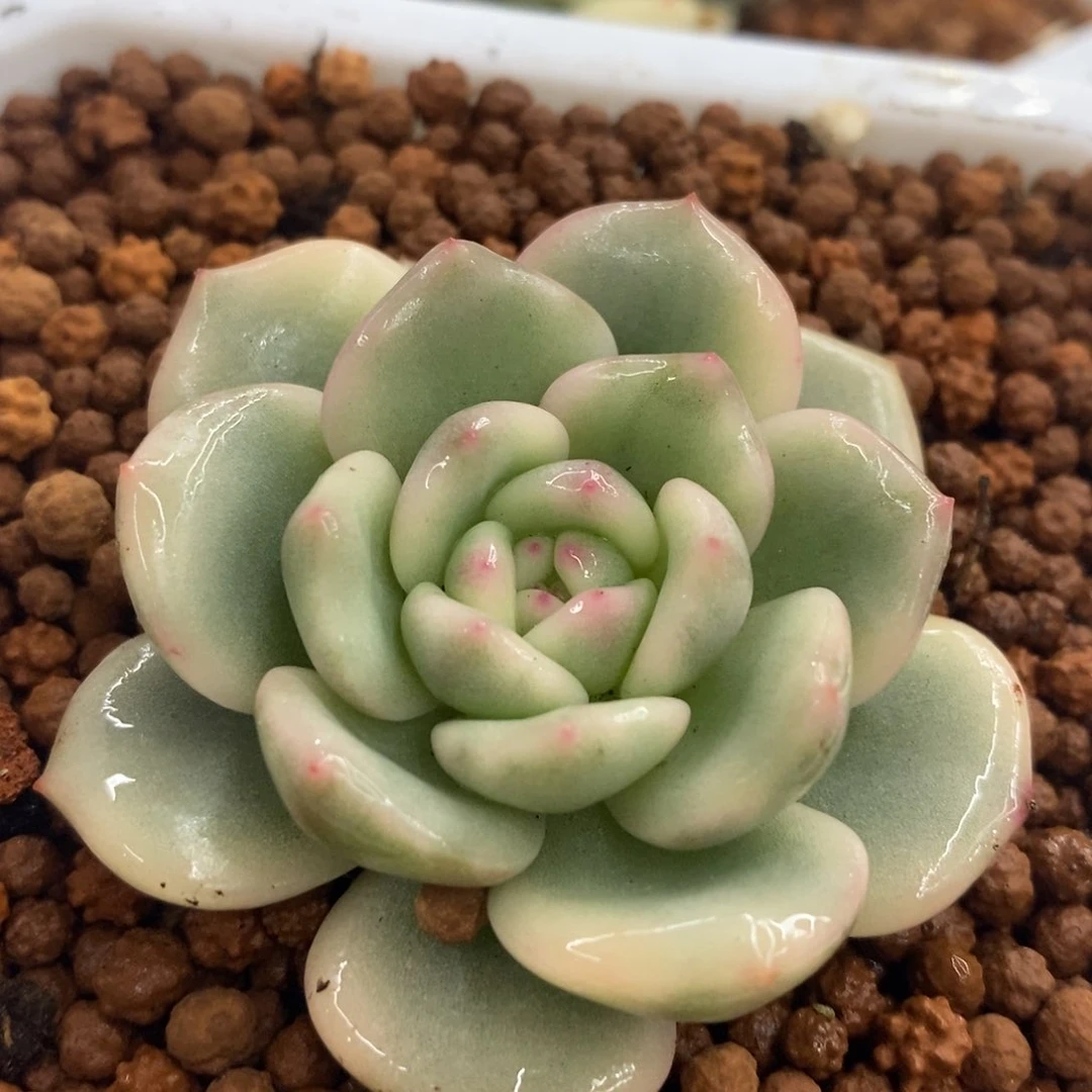 星影锦 多肉植物