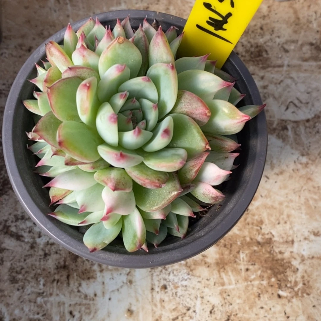 【闪购商品】✨****余生