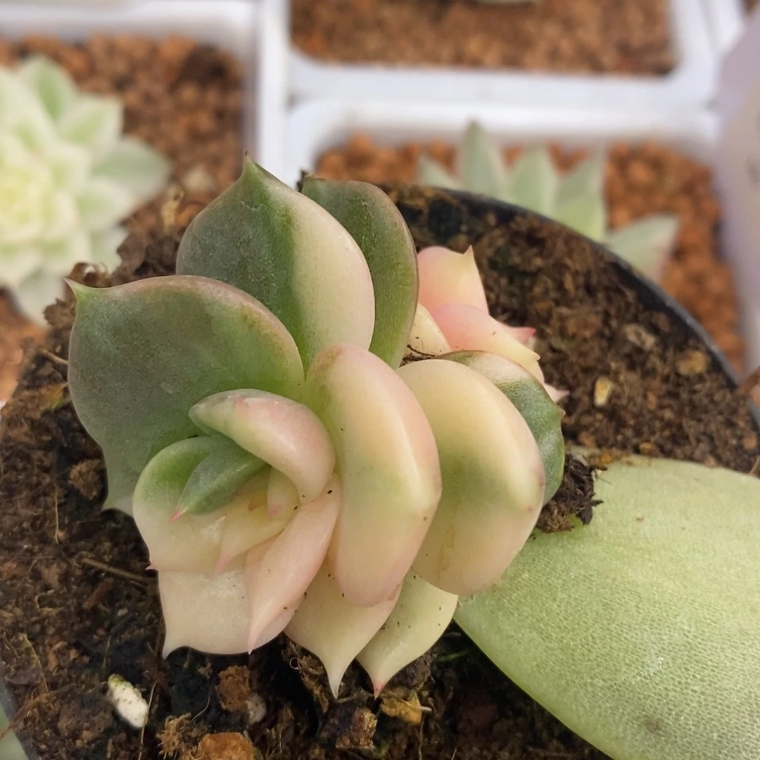 贝加尔湖锦 阴阳