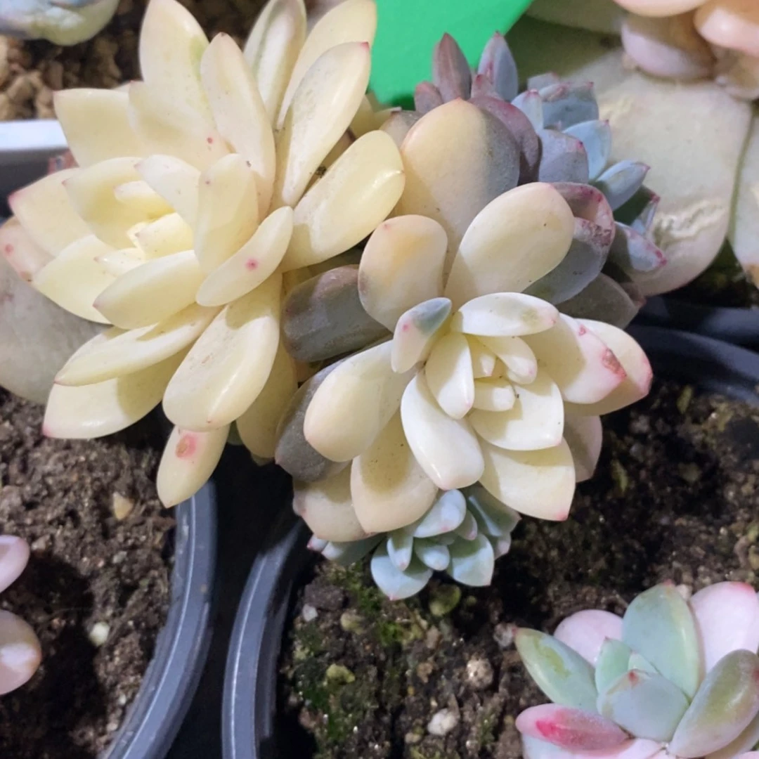 【闪购商品】一****奇12-13