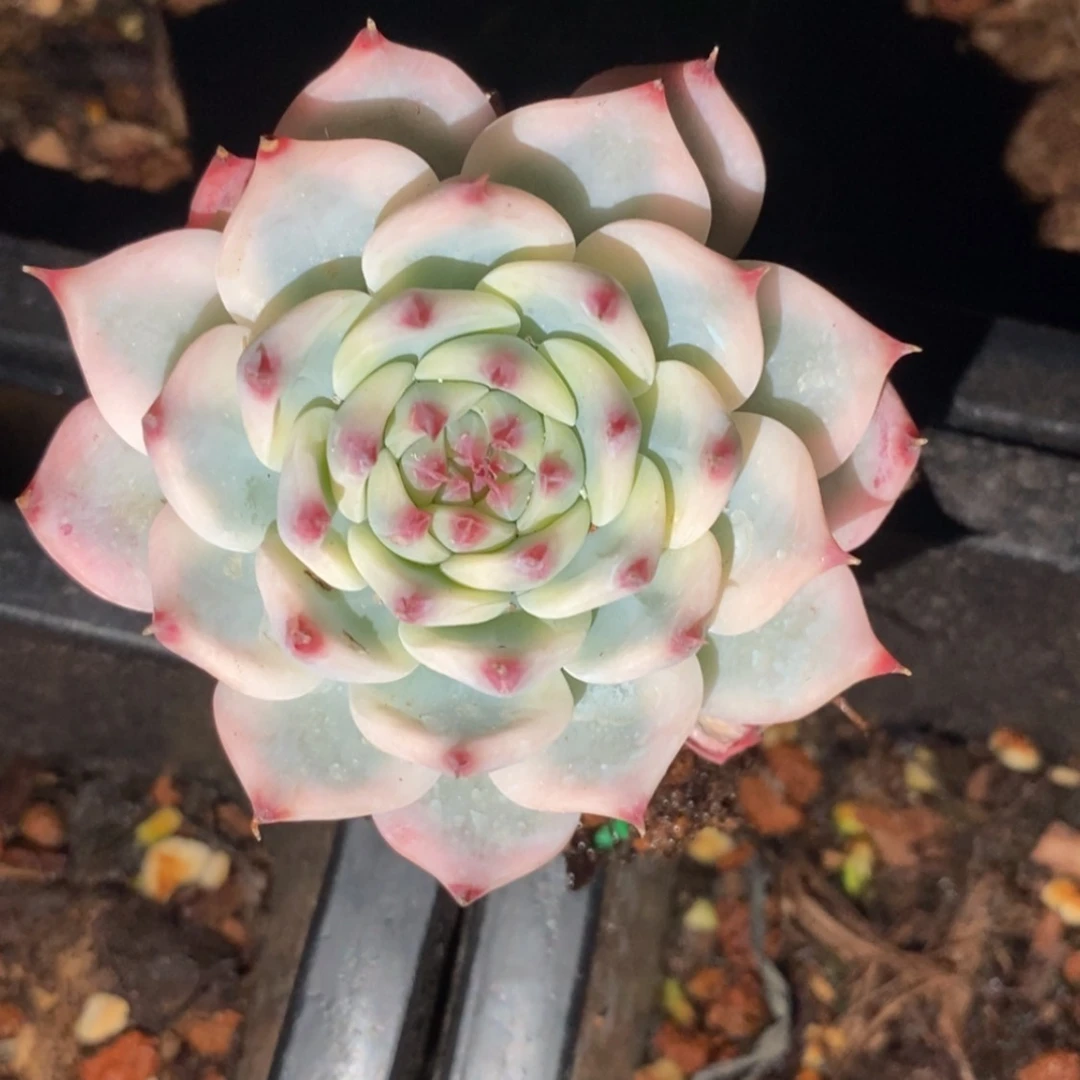 【闪购商品】陈*陈陈