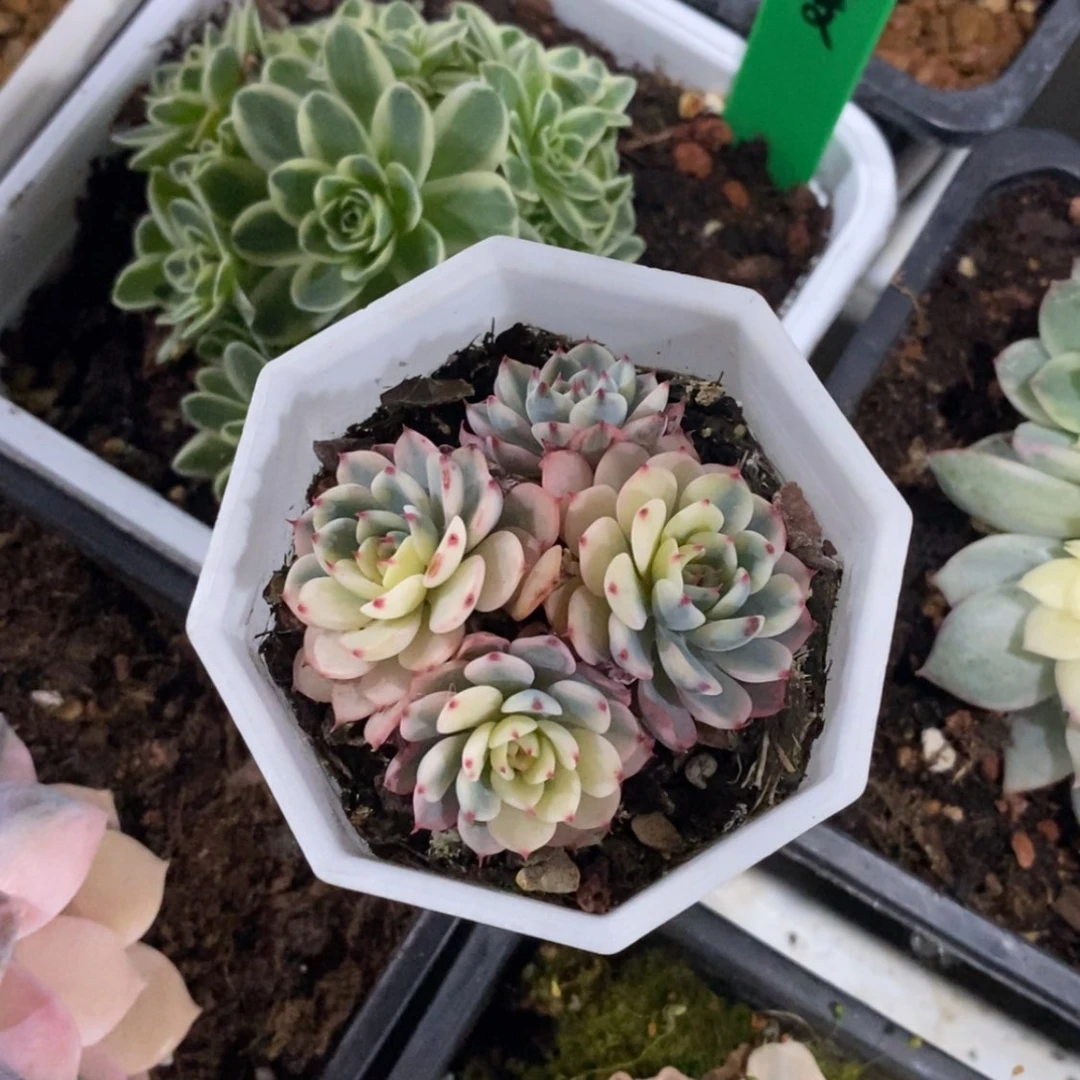 【闪购商品】弧*弧度