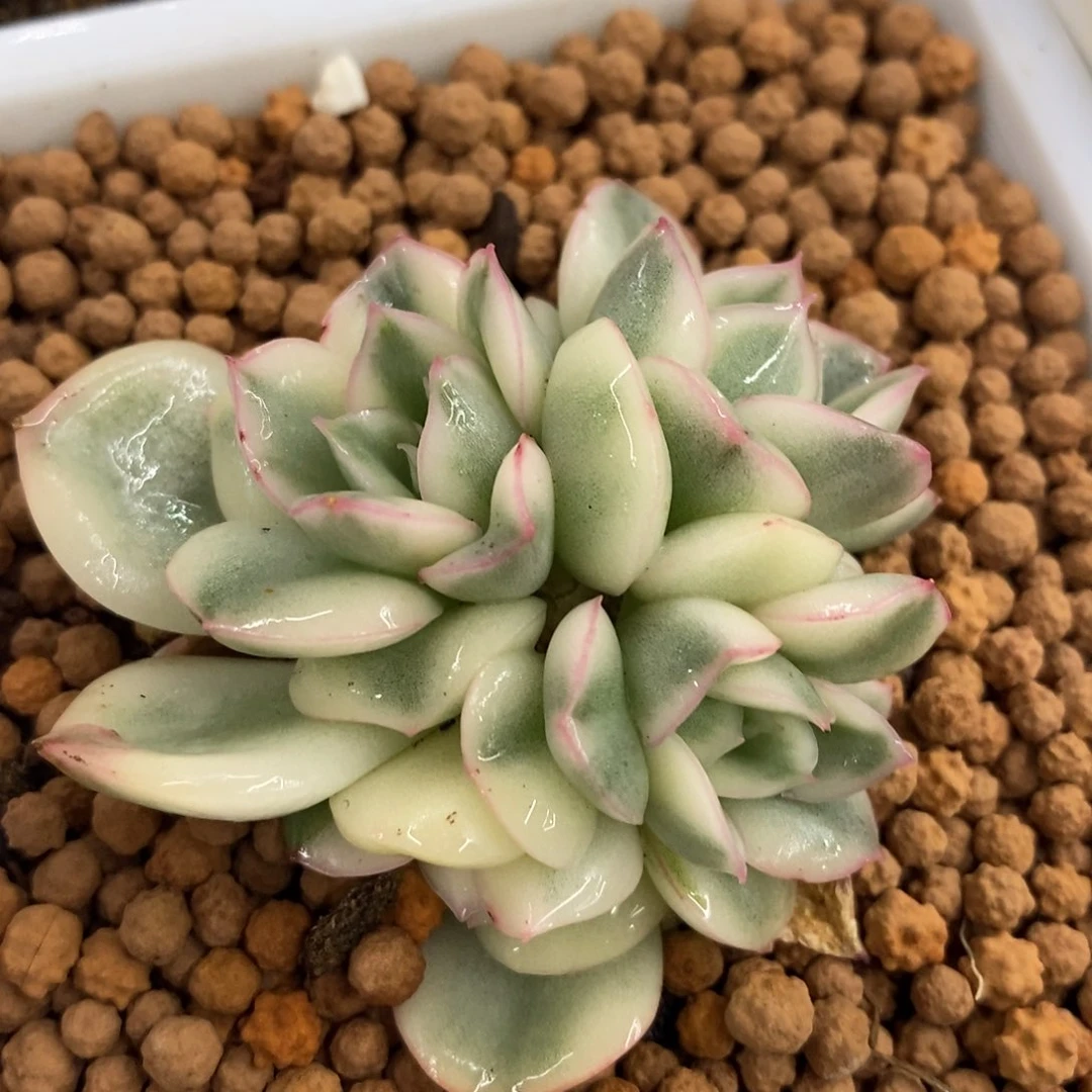 月亮仙子锦底座群