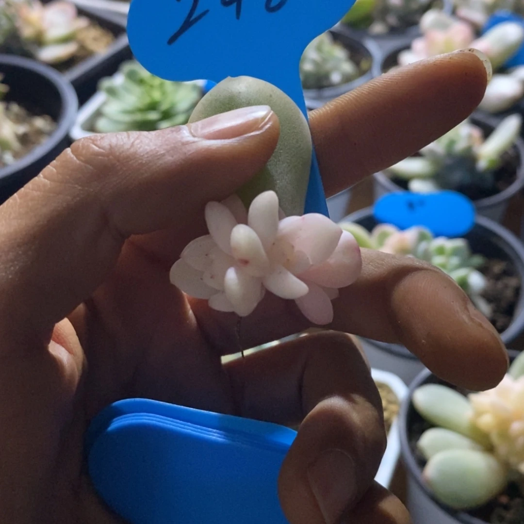 【闪购商品】周****n248