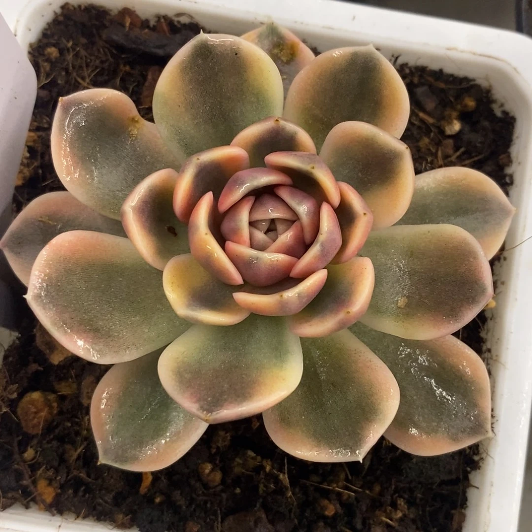 汉堡锦 多肉植物