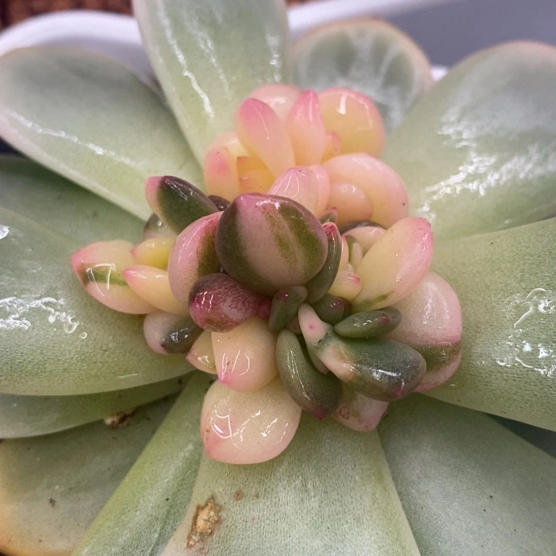 梦露底座花锦群