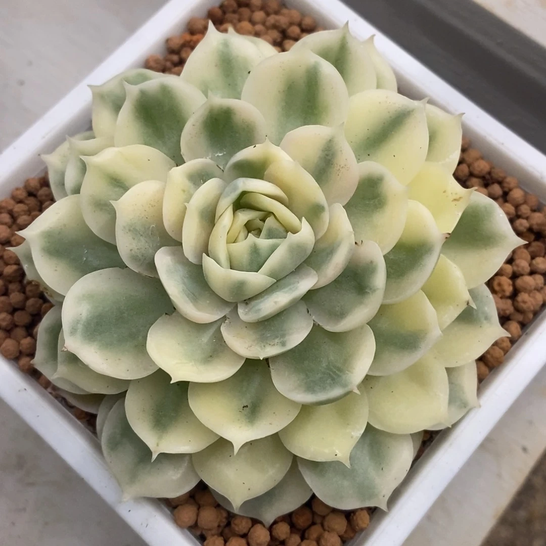 昂斯诺锦 多肉植物