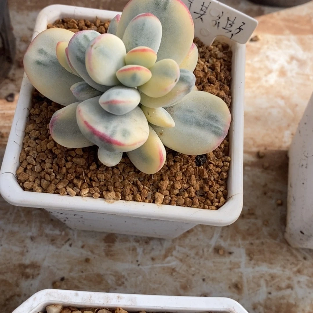 【闪购商品】祺*子琪琪子