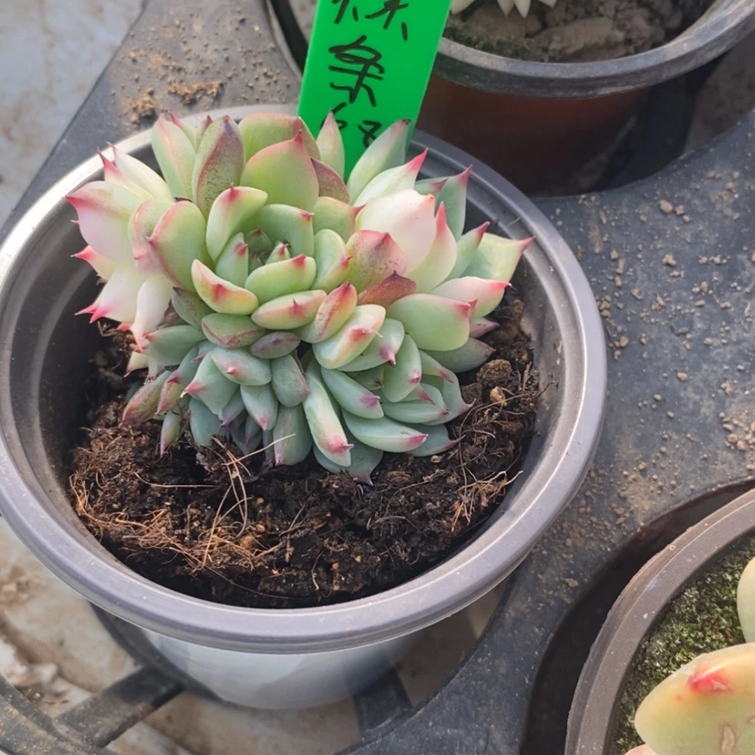 【闪购商品】?****界辣条