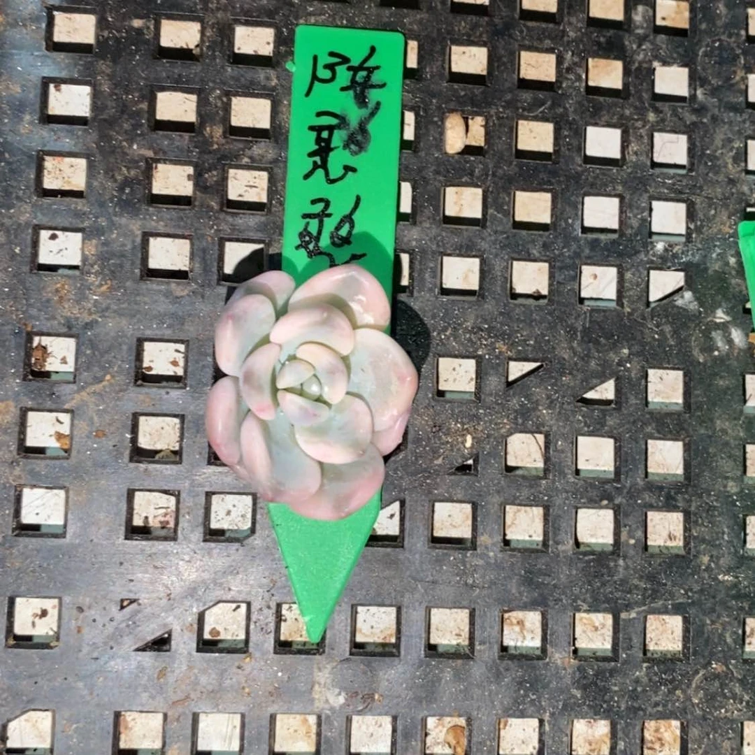 【闪购商品】陈*憨陈憨憨
