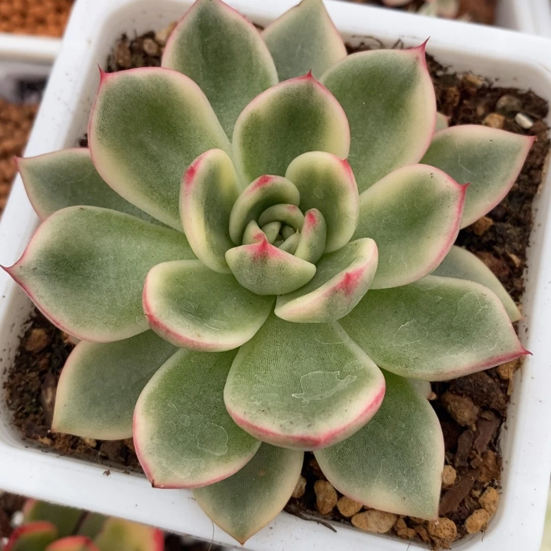 朱碧锦 多肉植物